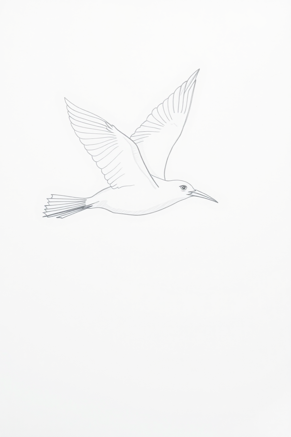 Bird in flight drawing
