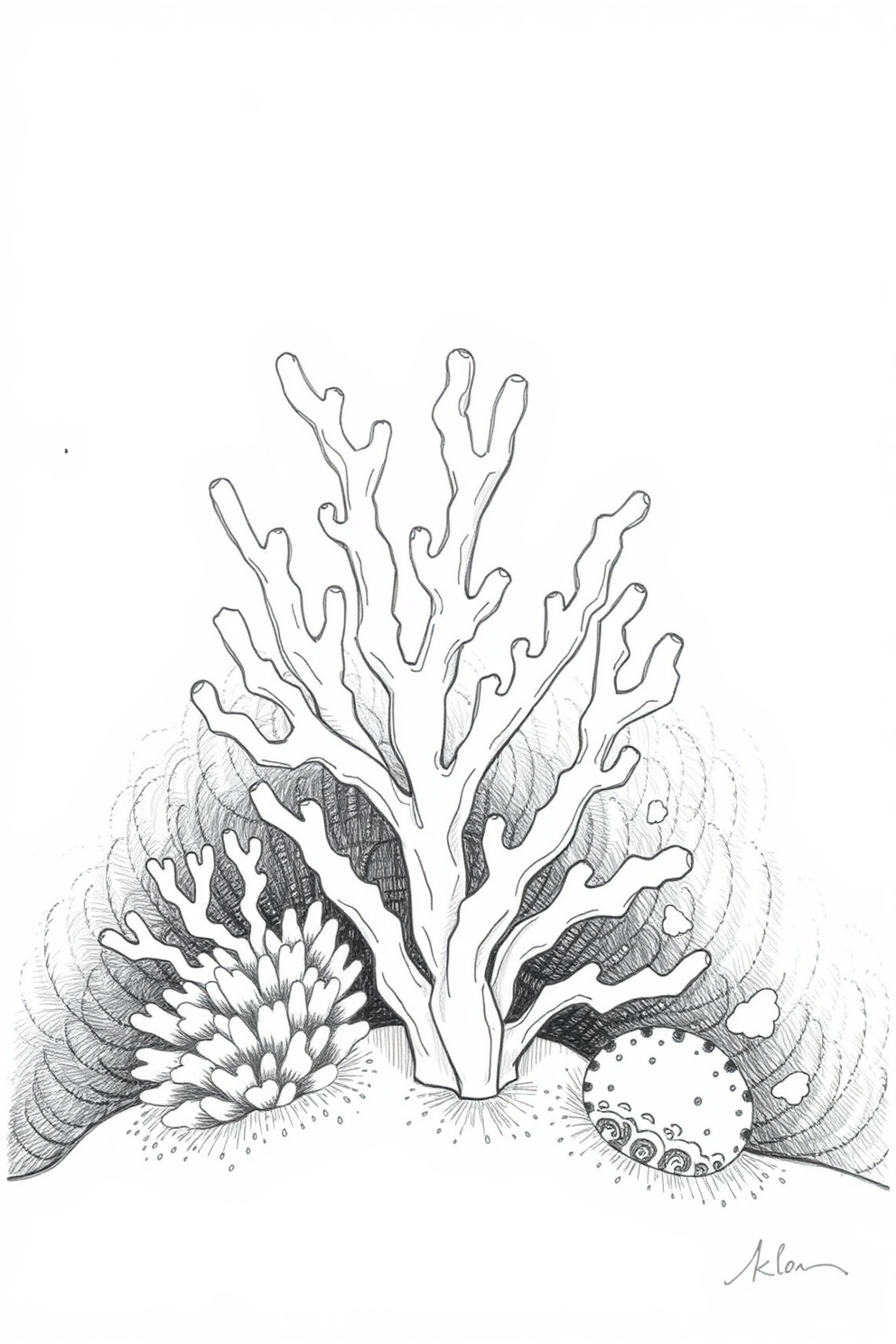 Black and White Coral Drawing