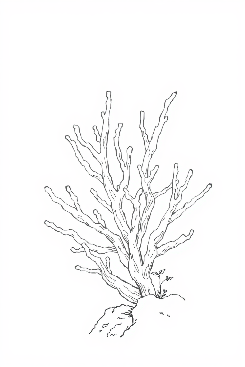 Line Drawing of Coral