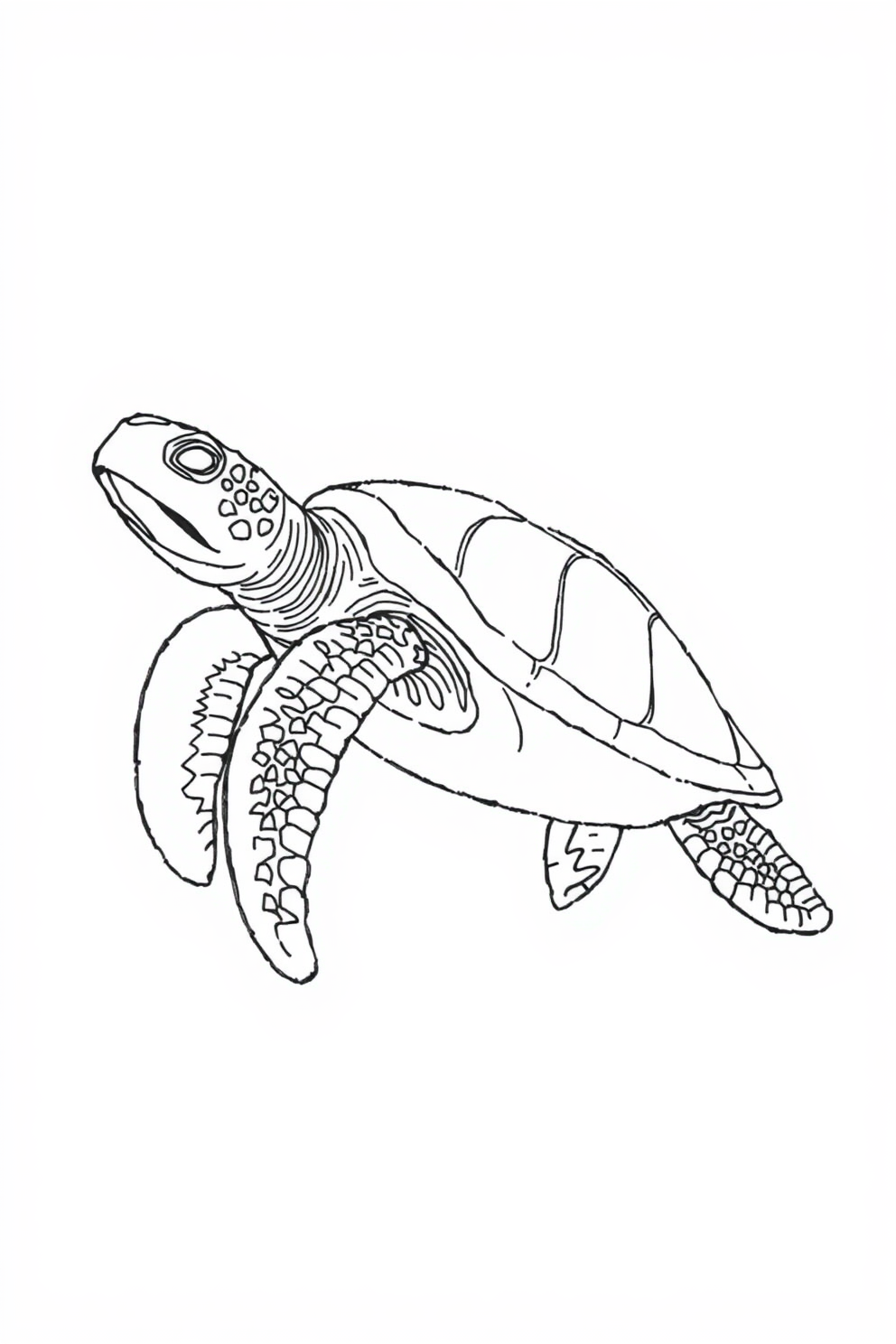 Line Drawing of a Sea Turtle