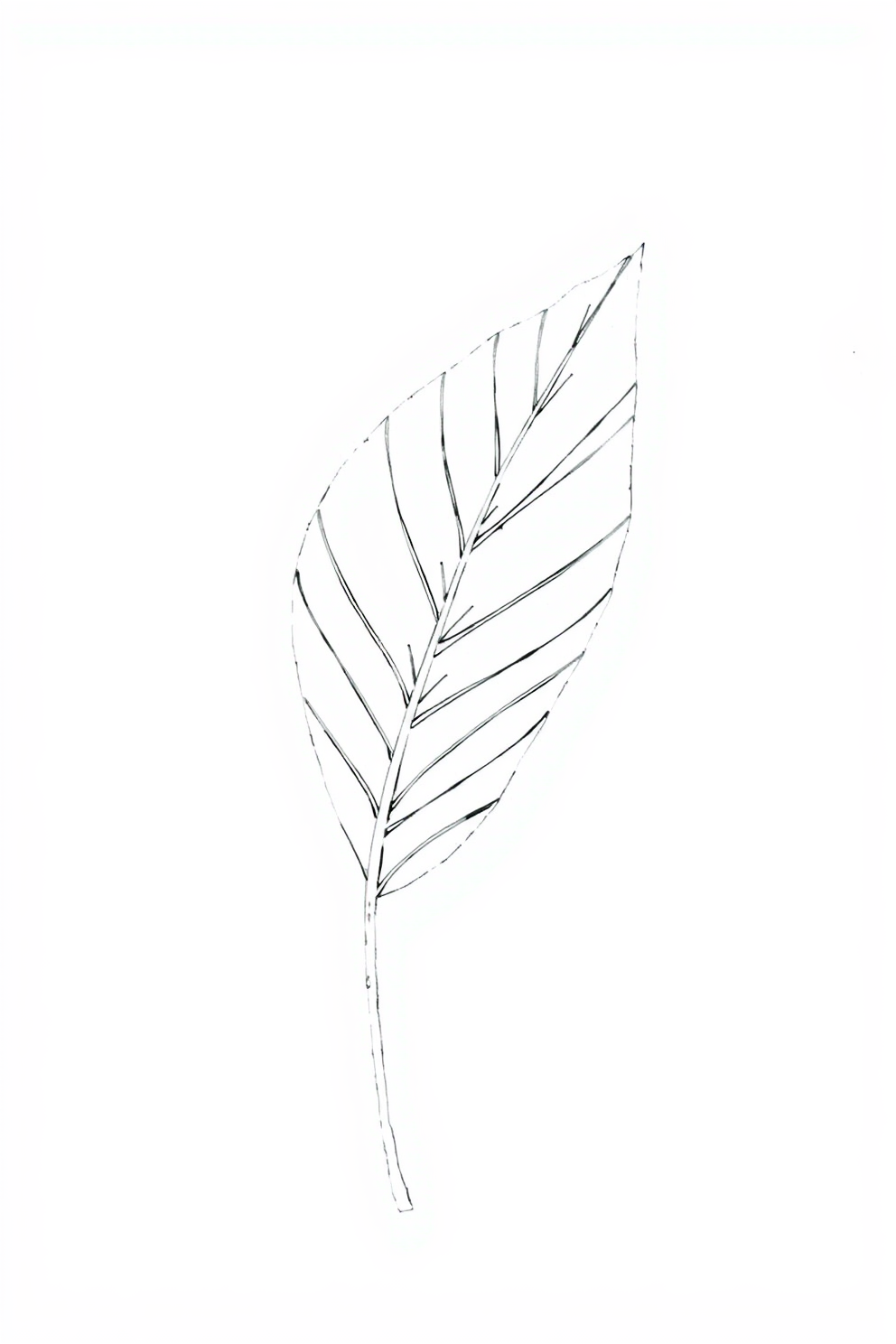 Monoline Leaf Drawing