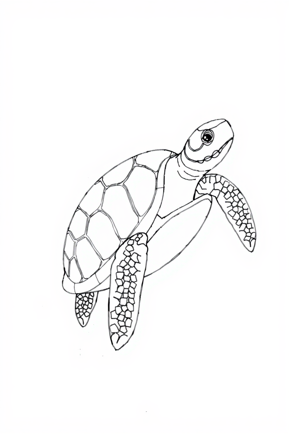 Monoline Sea Turtle Drawing