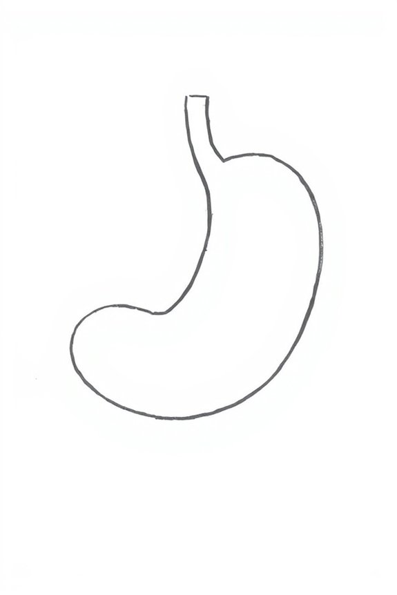 educational stomach drawing project