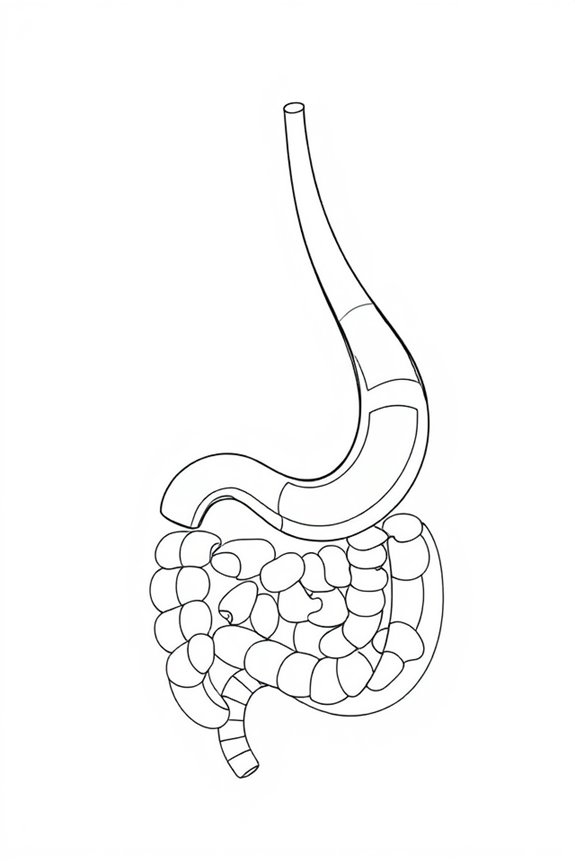 playful anatomical drawing project