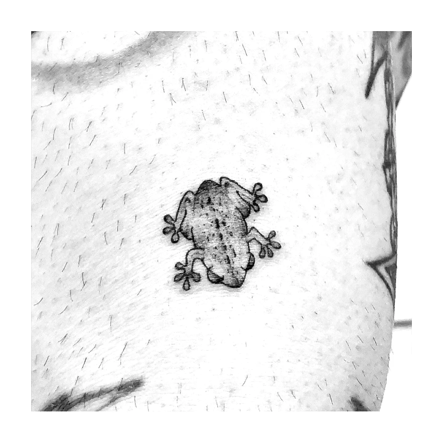 16 Unique Coqui Tattoo Ideas for Timeless Expression