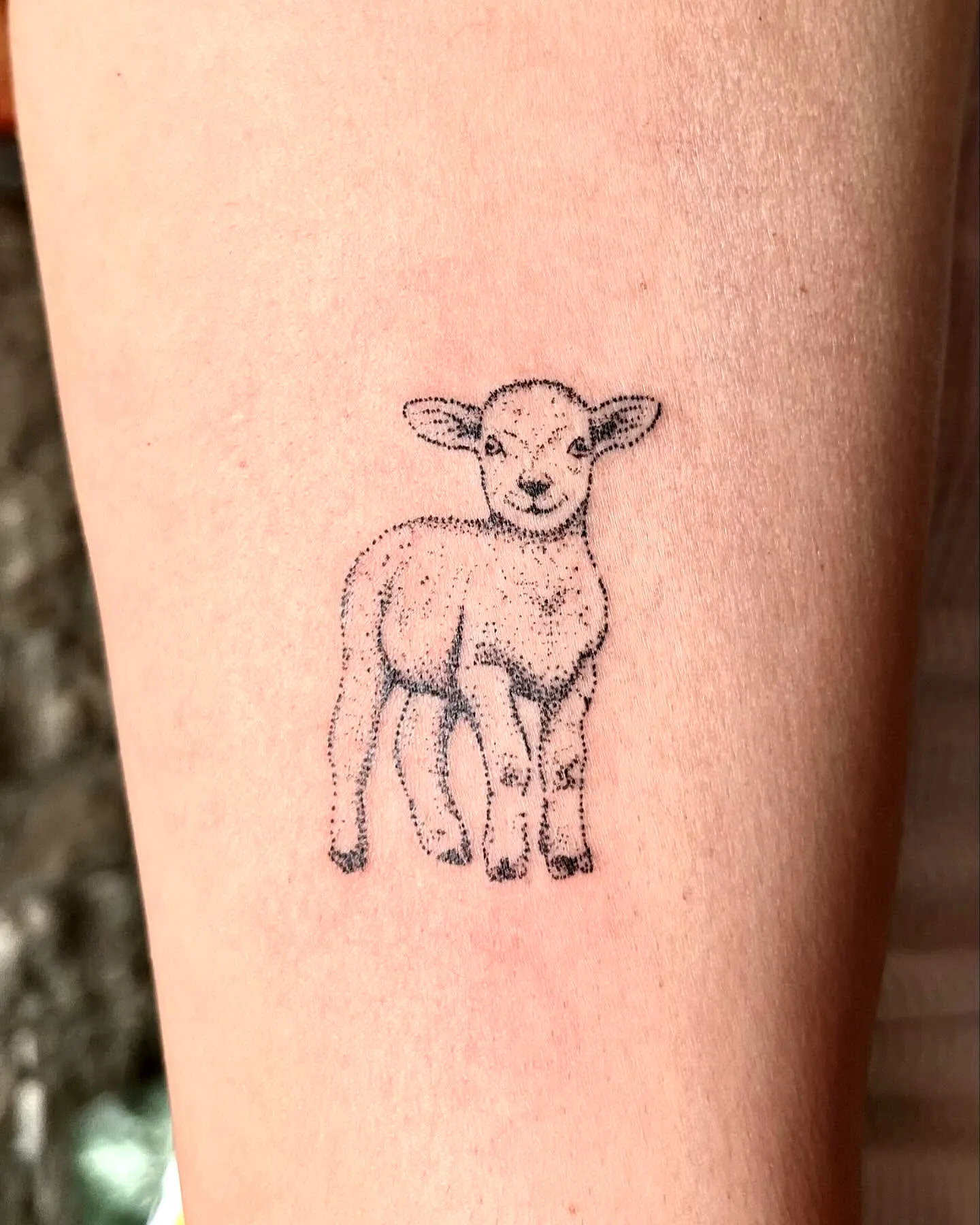 Cute Lamb Forearm Tattoo
