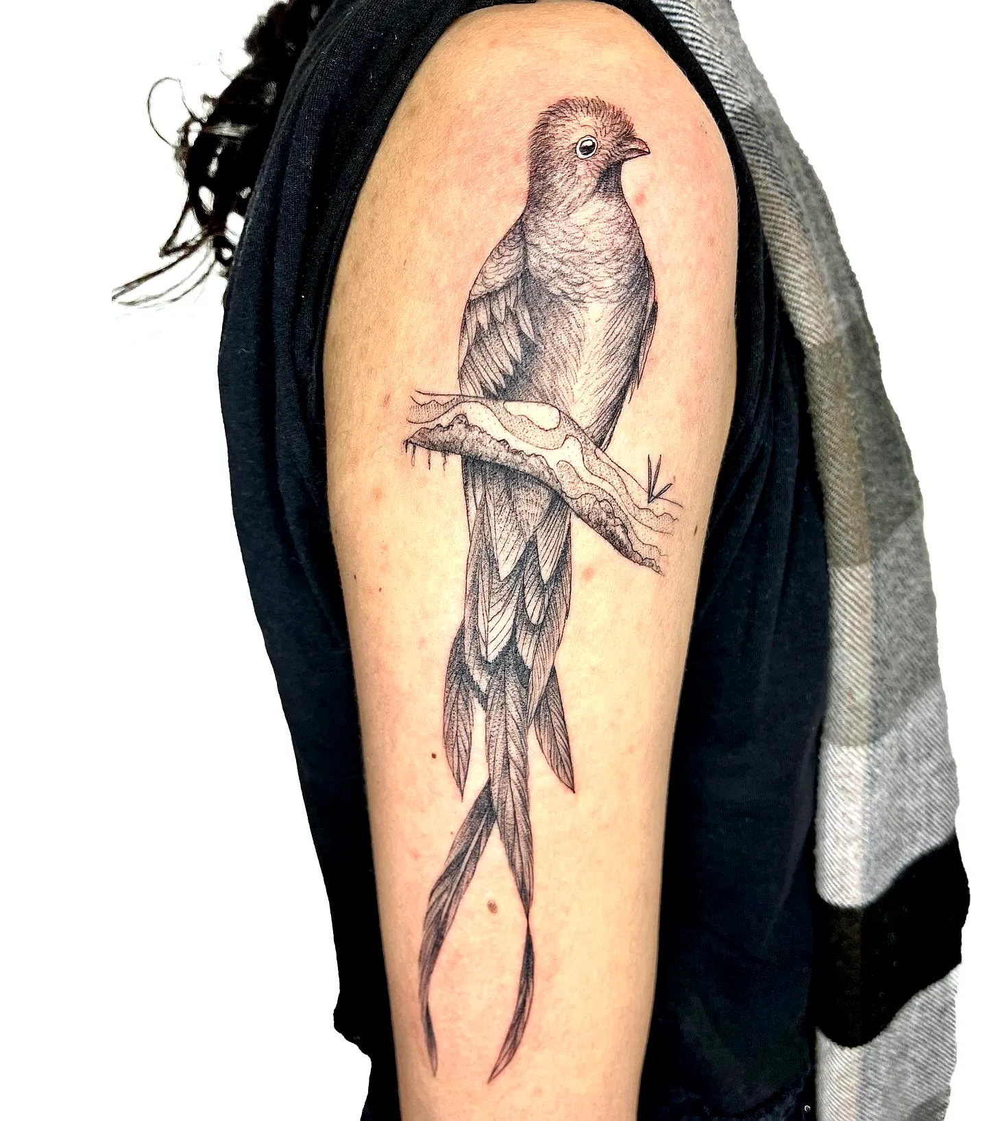 Realistic Quetzal Arm Tattoo